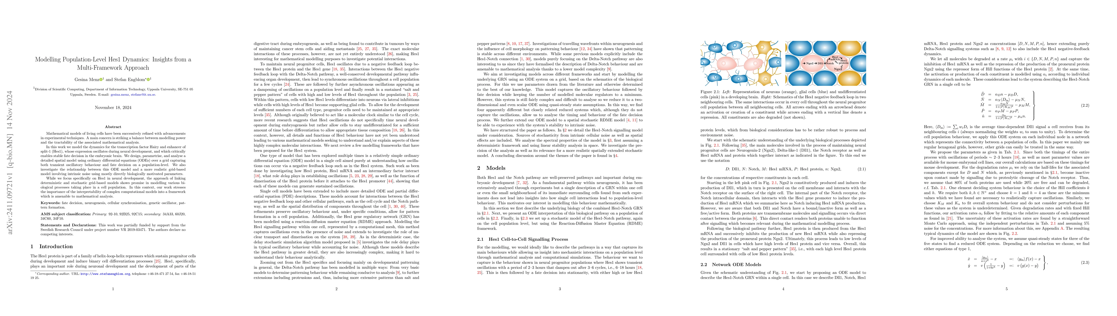 Thumbnail for Modelling Population-Level Hes1 Dynamics: Insights from a
  Multi-Framework Approach