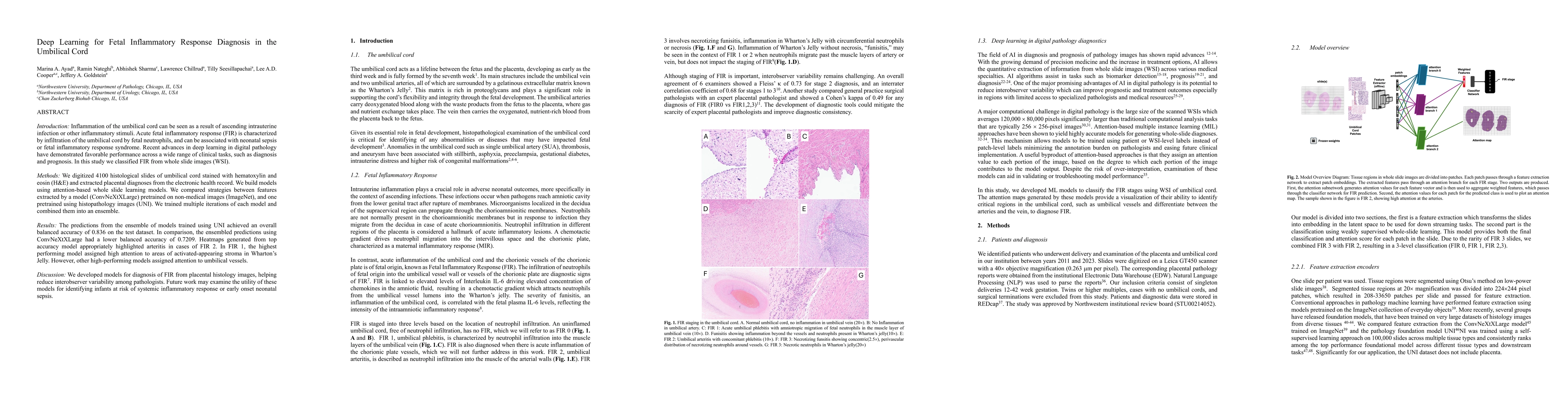 Thumbnail for Deep Learning for Fetal Inflammatory Response Diagnosis in the Umbilical
  Cord