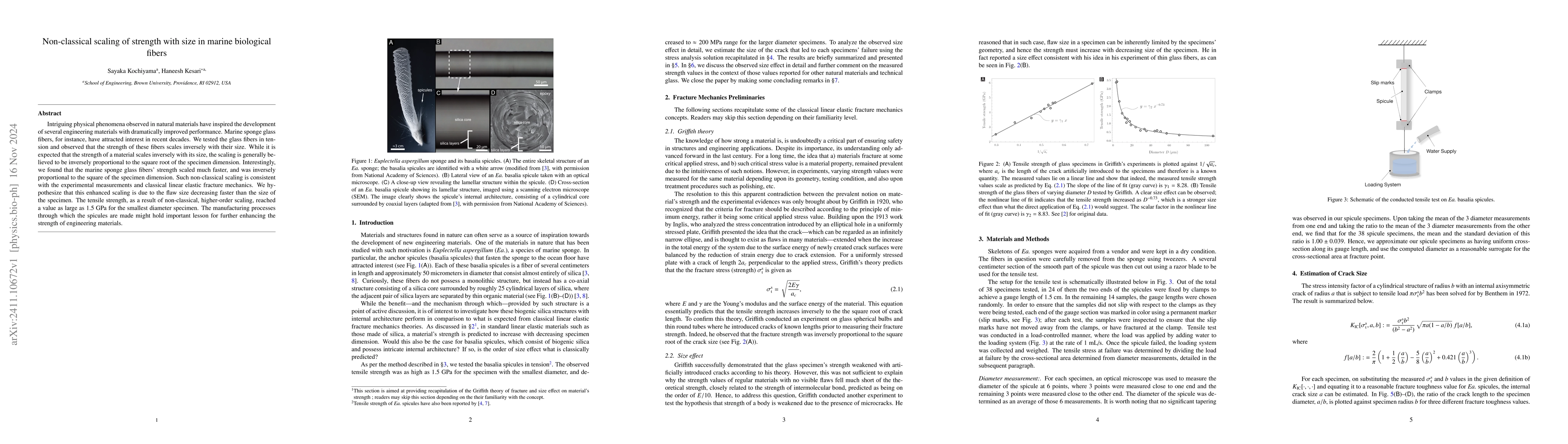 Thumbnail for Non-classical scaling of strength with size in marine biological fibers