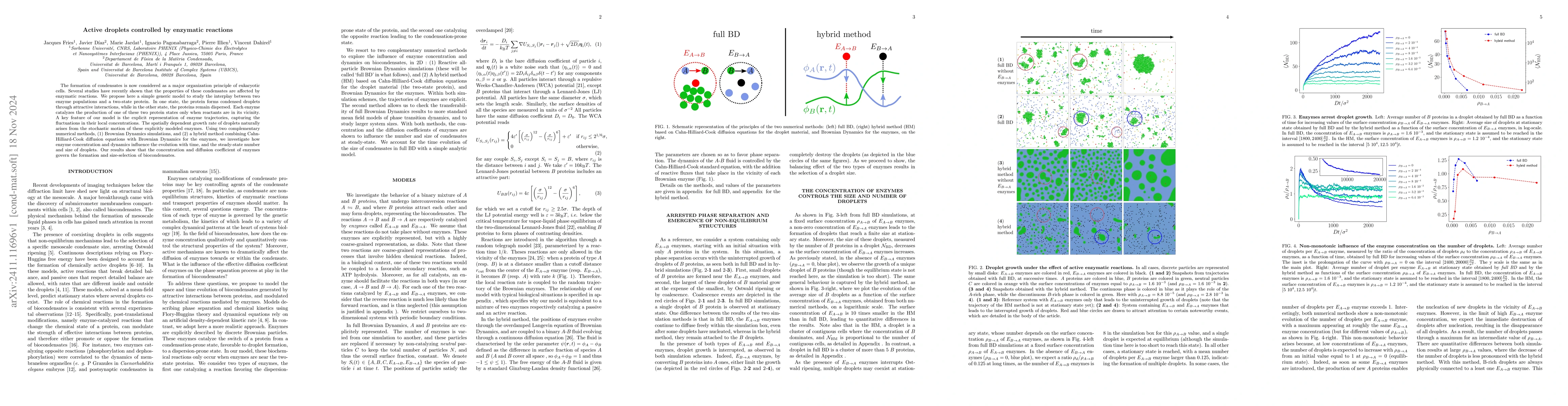 Thumbnail for Active droplets controlled by enzymatic reactions