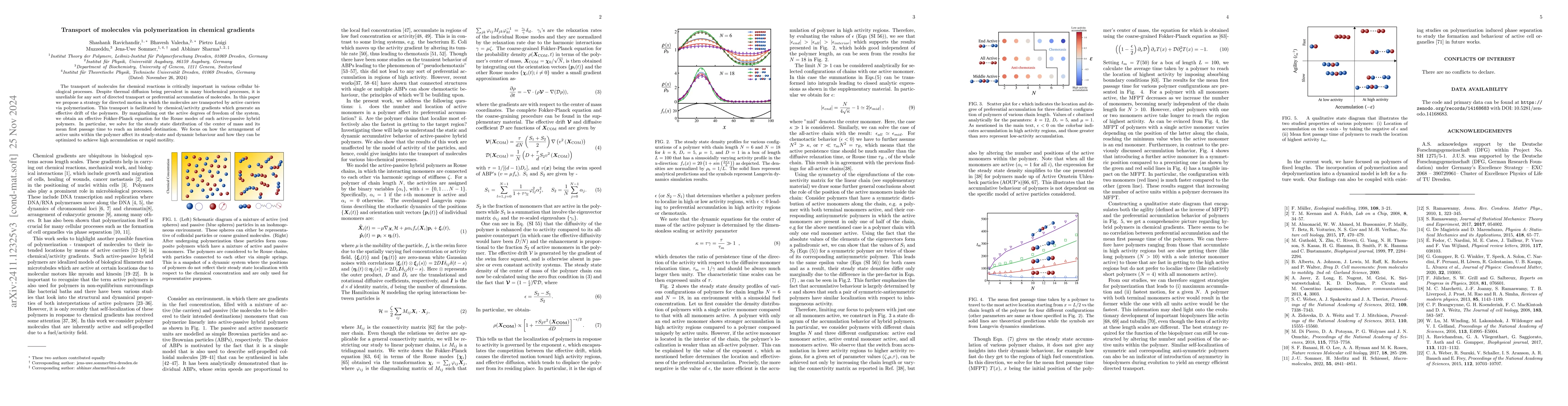 Thumbnail for Transport of molecules via polymerization in chemical gradients