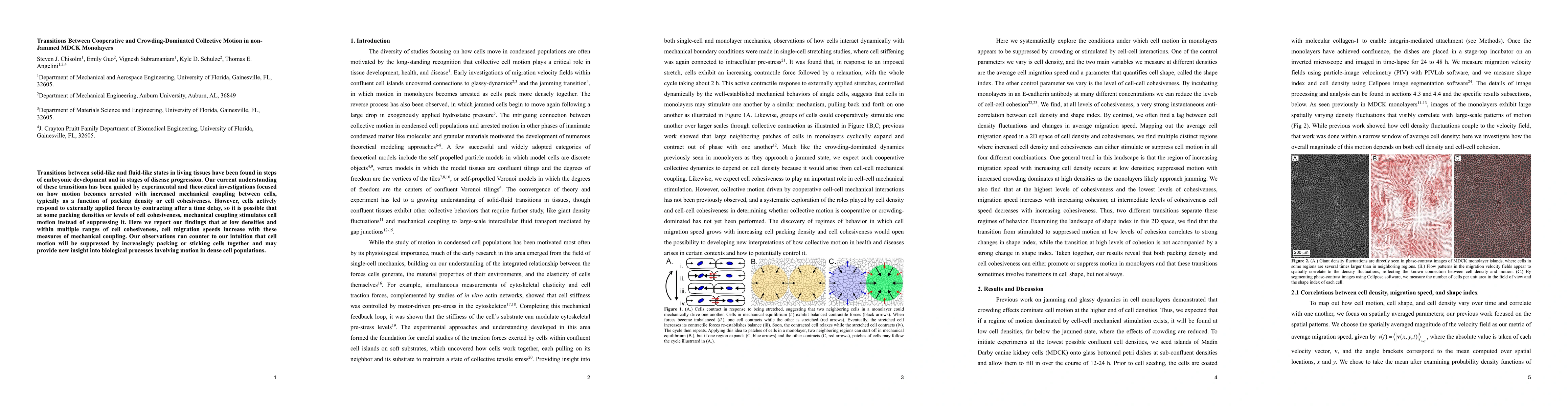 Thumbnail for Transitions Between Cooperative and Crowding-Dominated Collective Motion
  in non-Jammed MDCK Monolayers