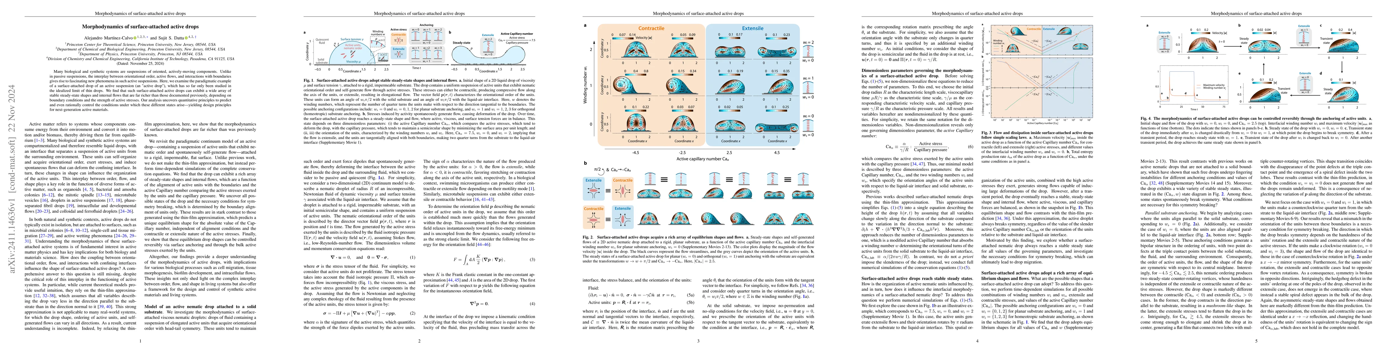 Thumbnail for Morphodynamics of surface-attached active drops
