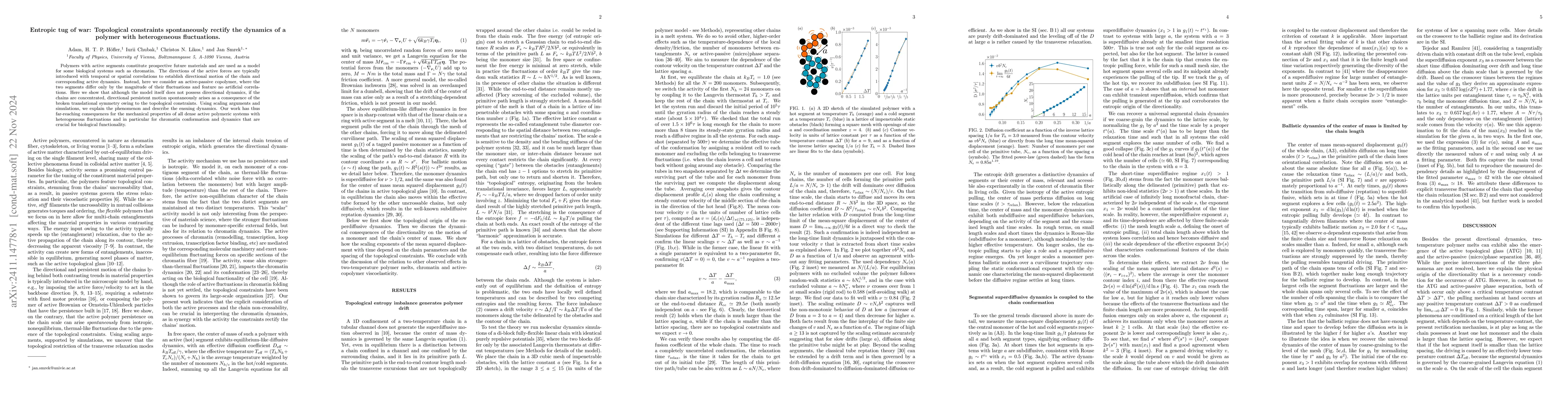 Thumbnail for Entropic tug of war: Topological constraints spontaneously rectify the
  dynamics of a polymer with heterogeneous fluctuations