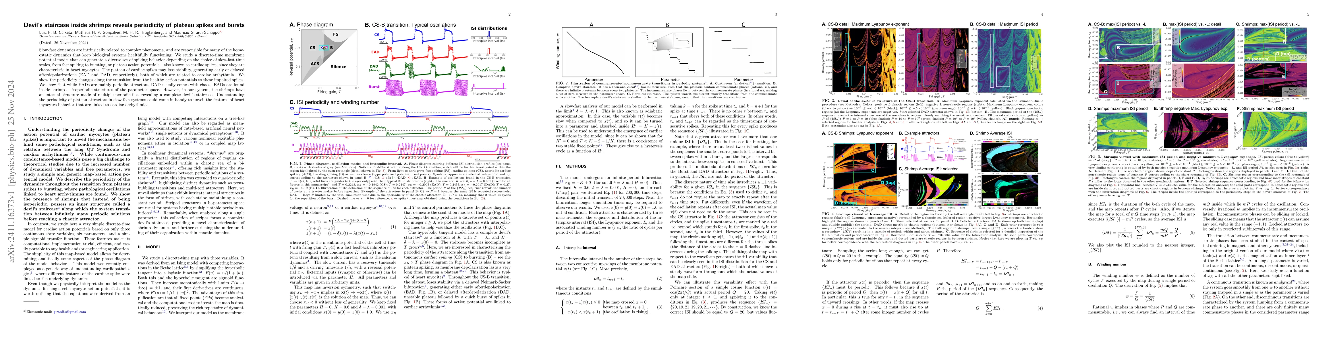 Thumbnail for Devil's staircase inside shrimps reveals periodicity of plateau spikes
  and bursts