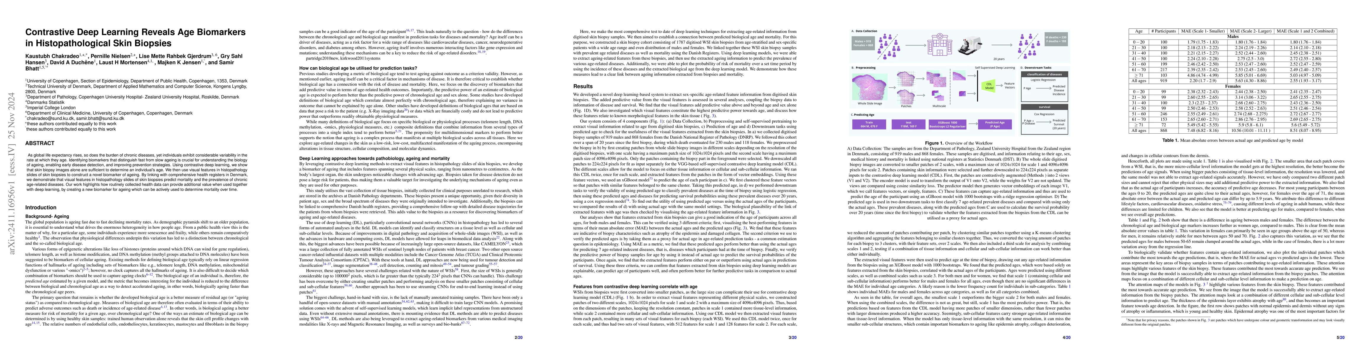 Thumbnail for Contrastive Deep Learning Reveals Age Biomarkers in Histopathological
  Skin Biopsies