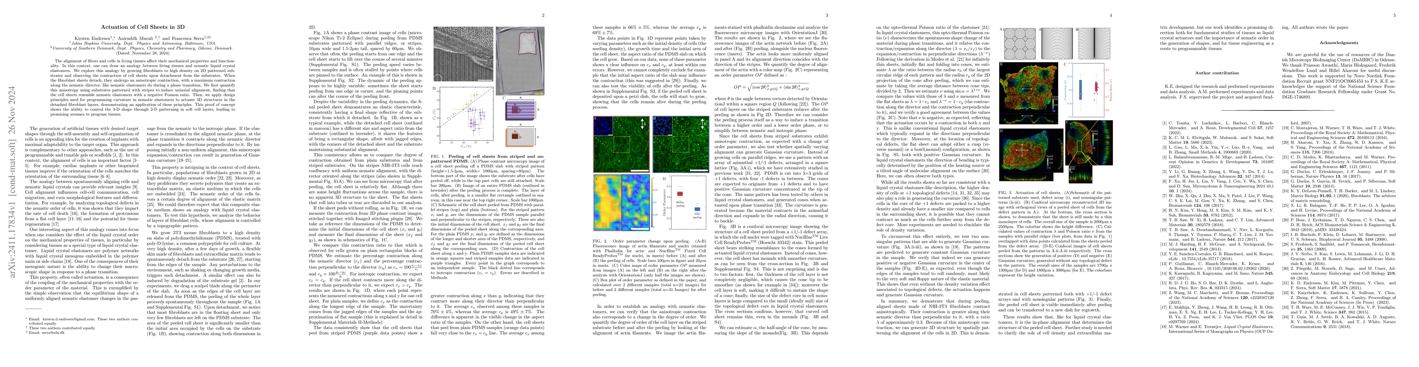 Thumbnail for Actuation of Cell Sheets in 3D