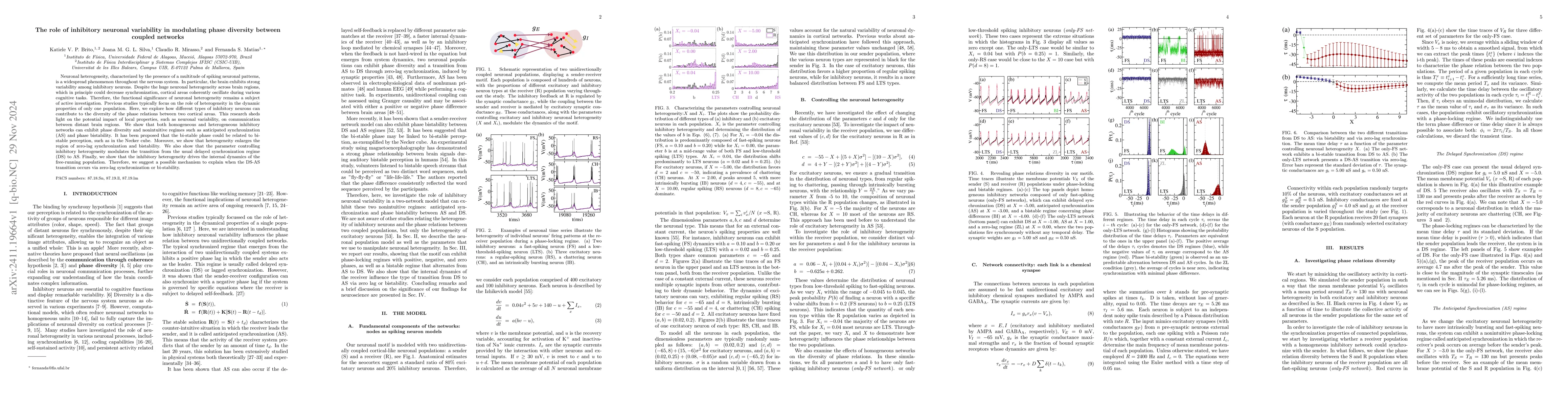 Thumbnail for The role of inhibitory neuronal variability in modulating phase
  diversity between coupled networks