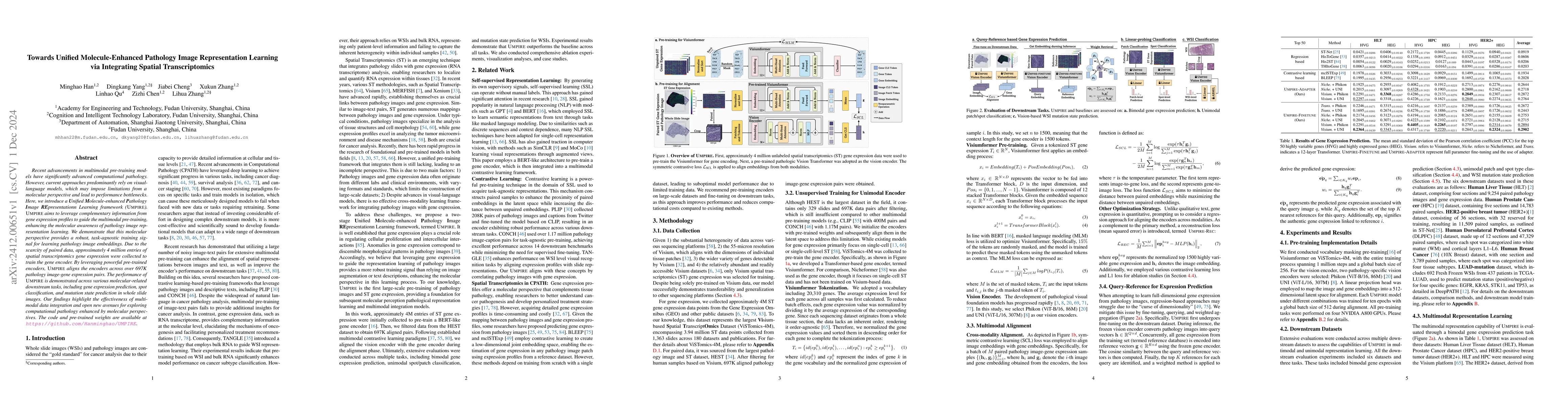Thumbnail for Towards Unified Molecule-Enhanced Pathology Image Representation
  Learning via Integrating Spatial Transcriptomics