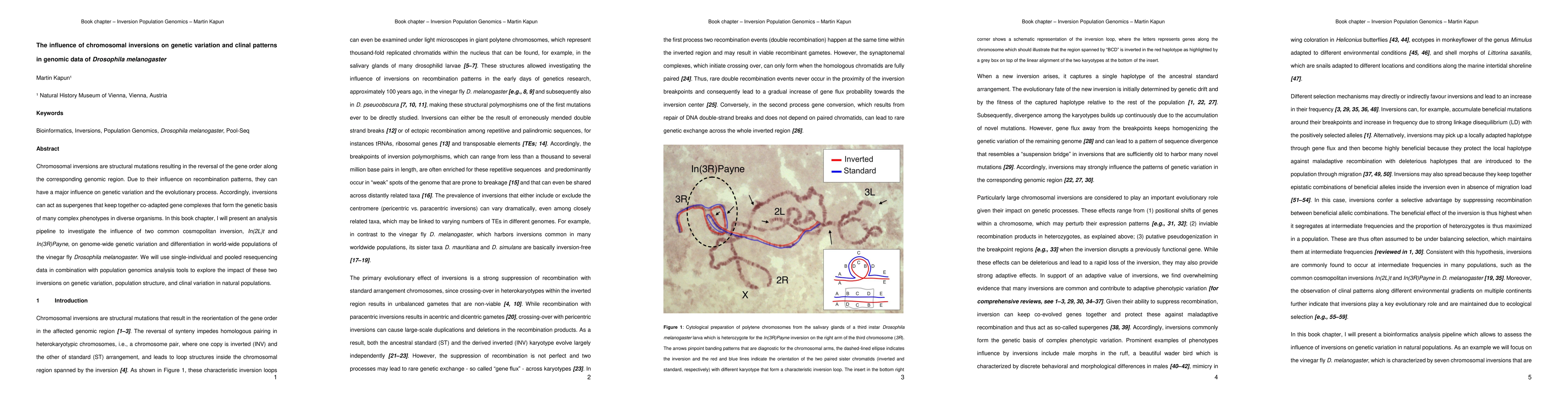 Thumbnail for The influence of chromosomal inversions on genetic variation and clinal
  patterns in genomic data of Drosophila melanogaster