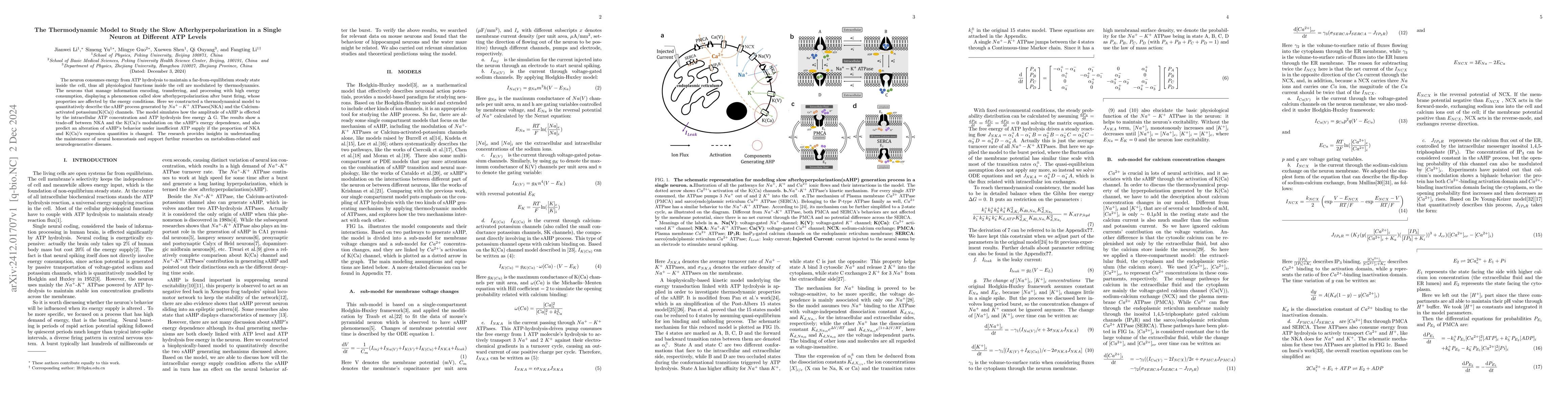Thumbnail for The Thermodynamic Model to Study the Slow Afterhyperpolarization in a
  Single Neuron at Different ATP Levels