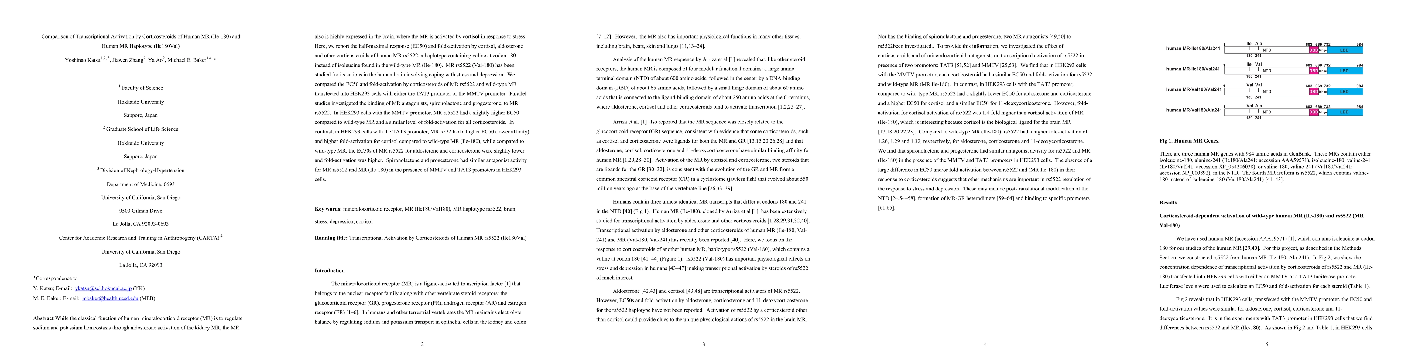 Thumbnail for Comparison of Transcriptional Activation by Corticosteroids of Human MR
  (Ile-180) and Human MR Haplotype (Ile180Val)