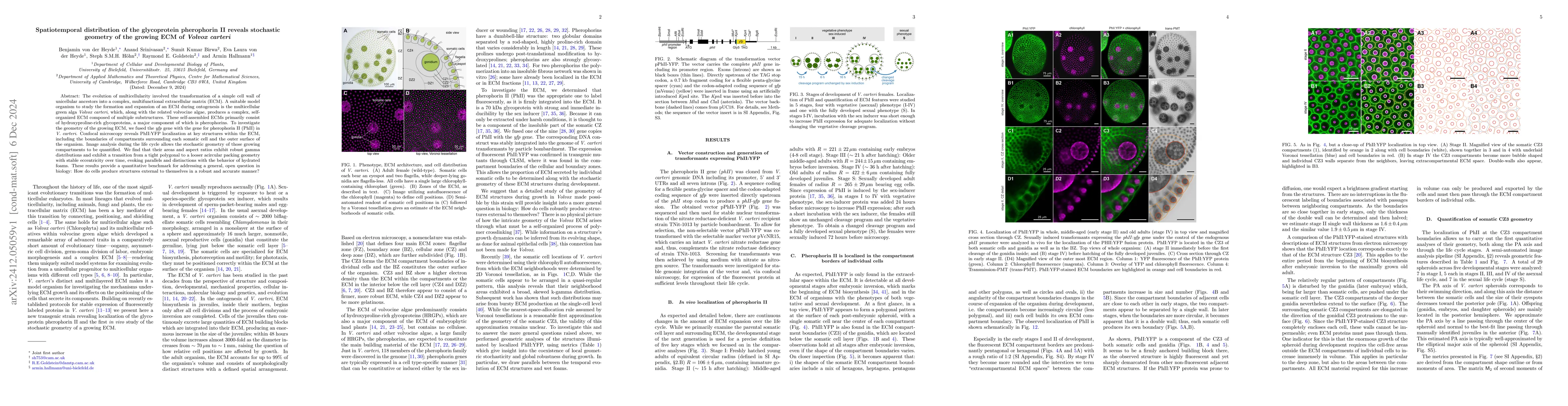 Thumbnail for Spatiotemporal distribution of the glycoprotein pherophorin II reveals
  stochastic geometry of the growing ECM of $Volvox~carteri$