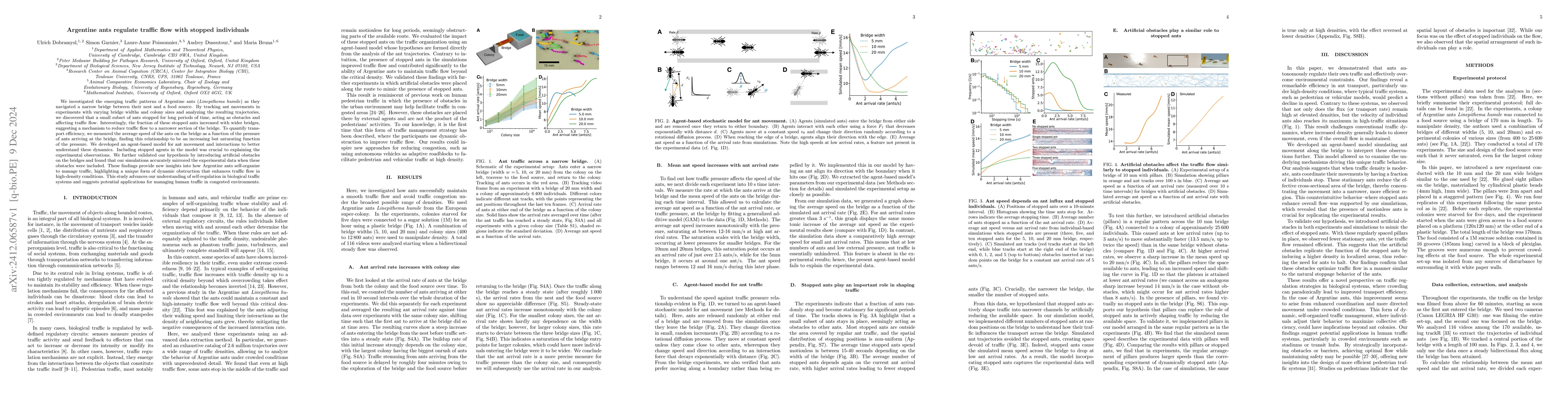 Thumbnail for Argentine ants regulate traffic flow with stopped individuals