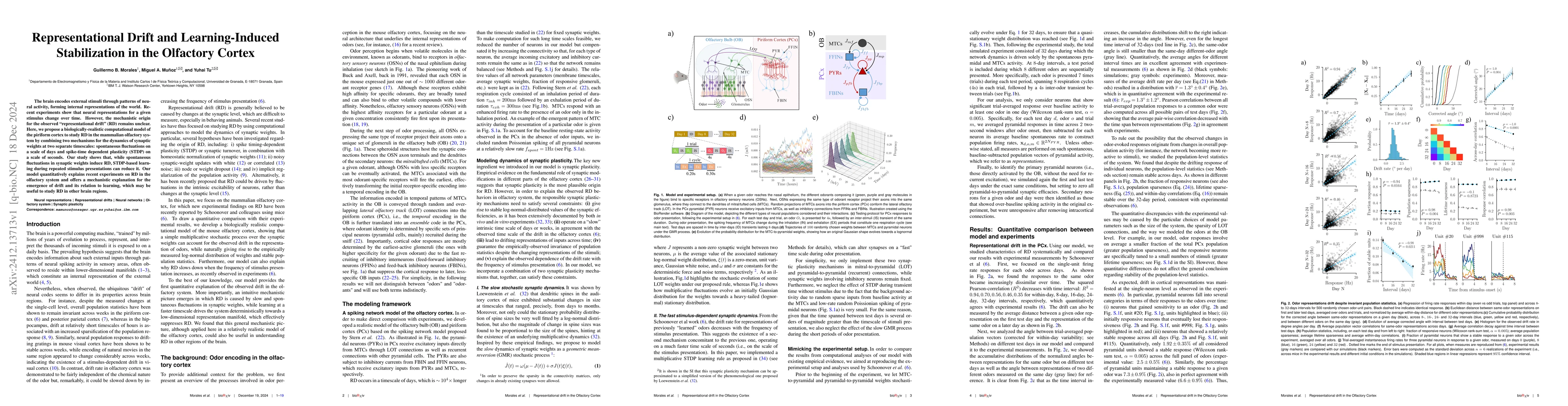 Thumbnail for Representational Drift and Learning-Induced Stabilization in the
  Olfactory Cortex