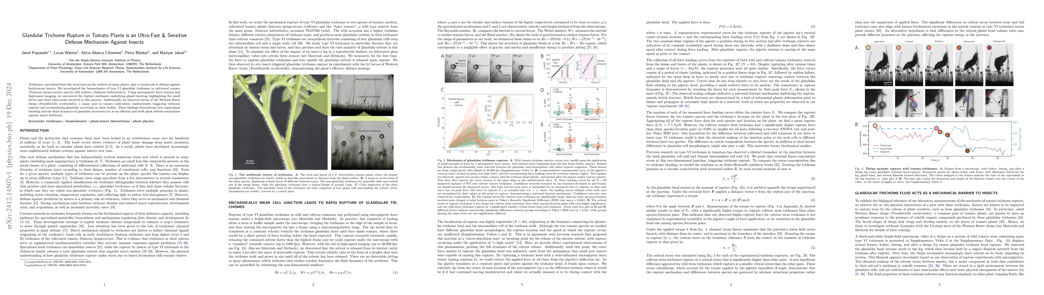 Thumbnail for Glandular Trichome Rupture in Tomato Plants is an Ultra-Fast & Sensitive
  Defense Mechanism Against Insects