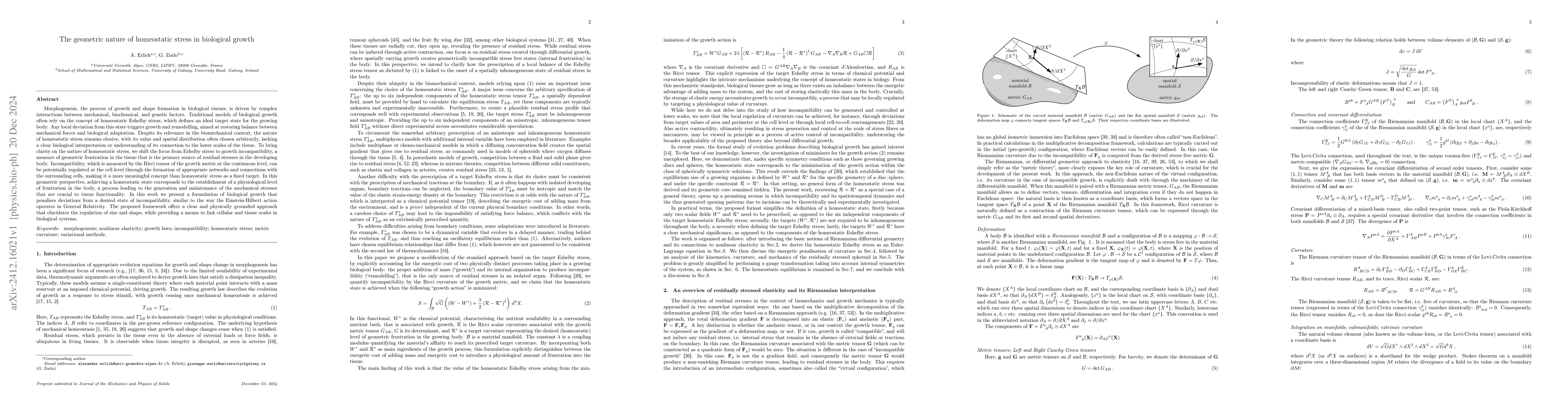 Thumbnail for The geometric nature of homeostatic stress in biological growth