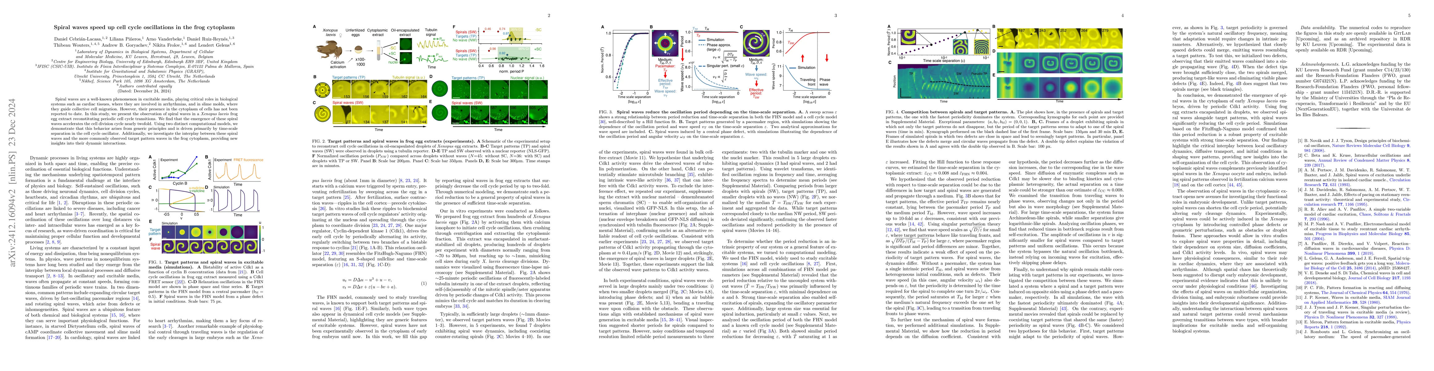 Thumbnail for Spiral waves speed up cell cycle oscillations in the frog cytoplasm