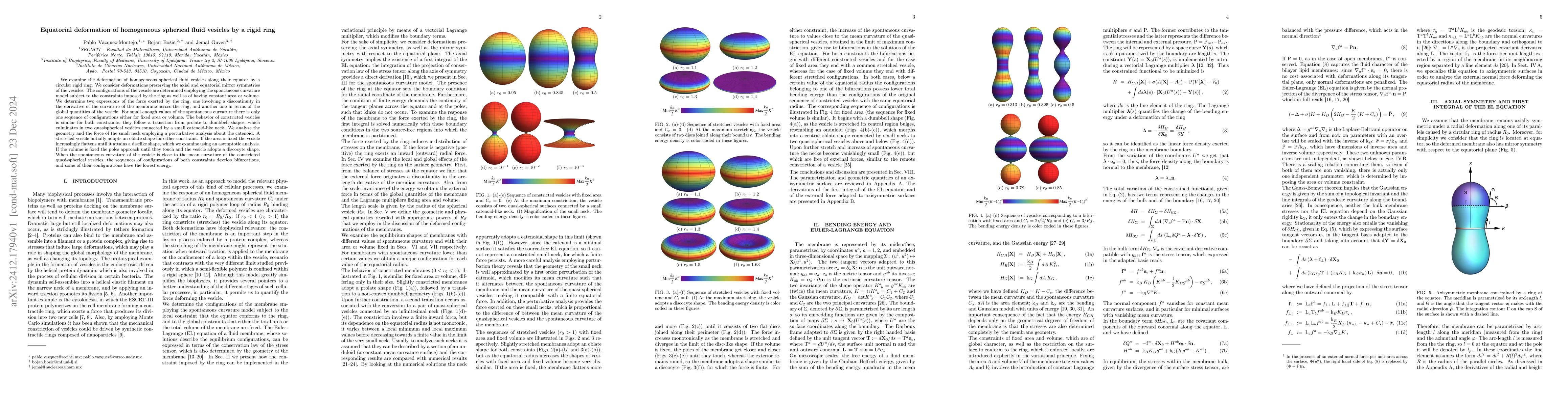 Thumbnail for Equatorial deformation of homogeneous spherical fluid vesicles by a
  rigid ring