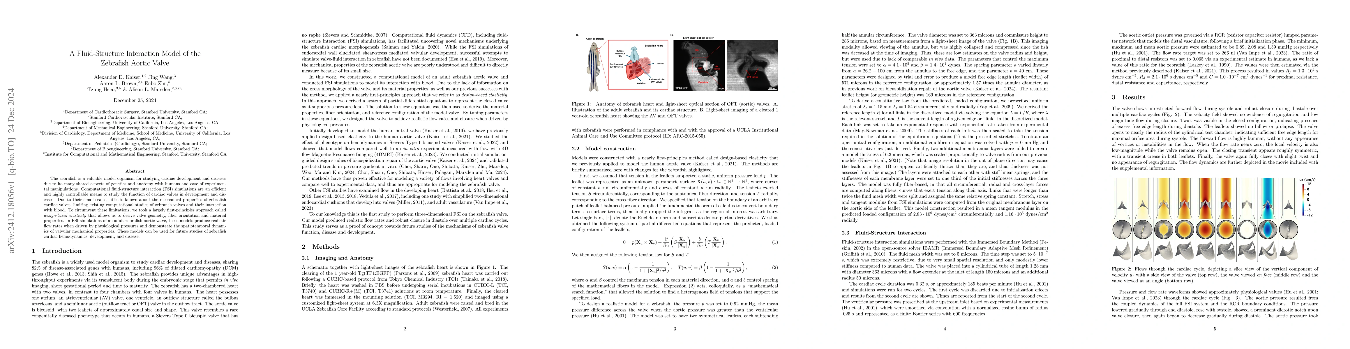 Thumbnail for A Fluid-Structure Interaction Model of the Zebrafish Aortic Valve