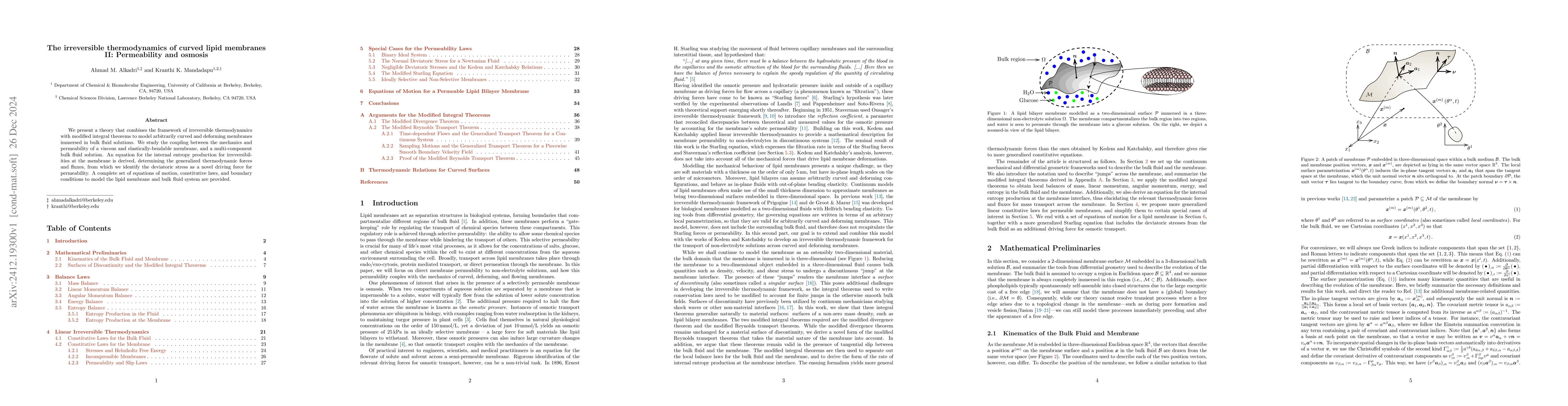 Thumbnail for The irreversible thermodynamics of curved lipid membranes II:
  Permeability and osmosis