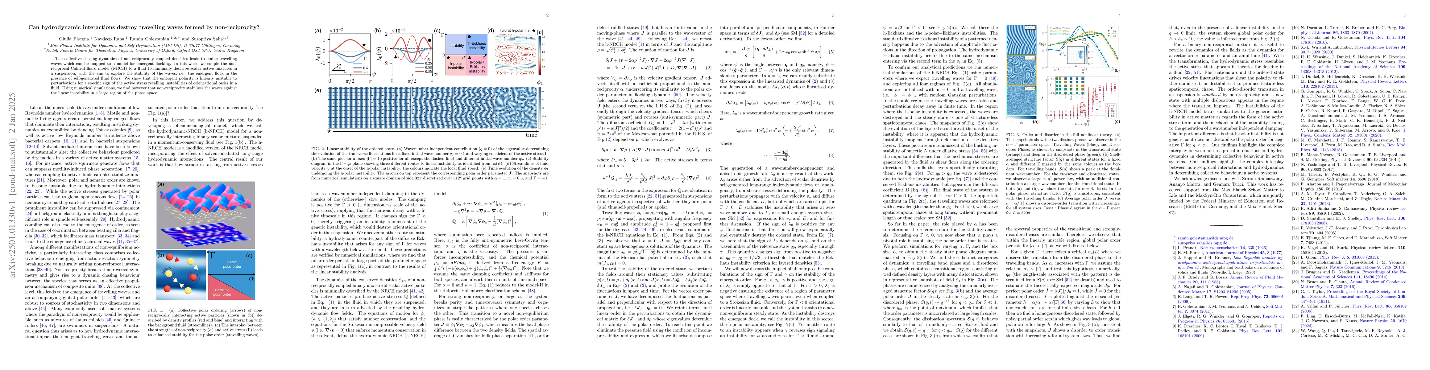 Thumbnail for Can hydrodynamic interactions destroy travelling waves formed by
  non-reciprocity?