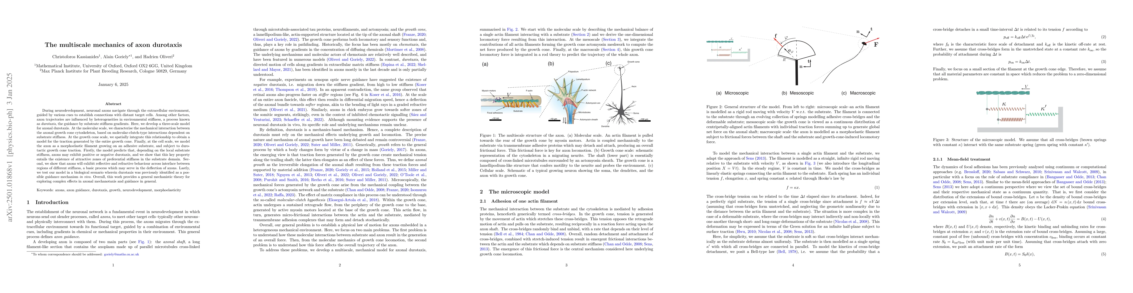 Thumbnail for The multiscale mechanics of axon durotaxis