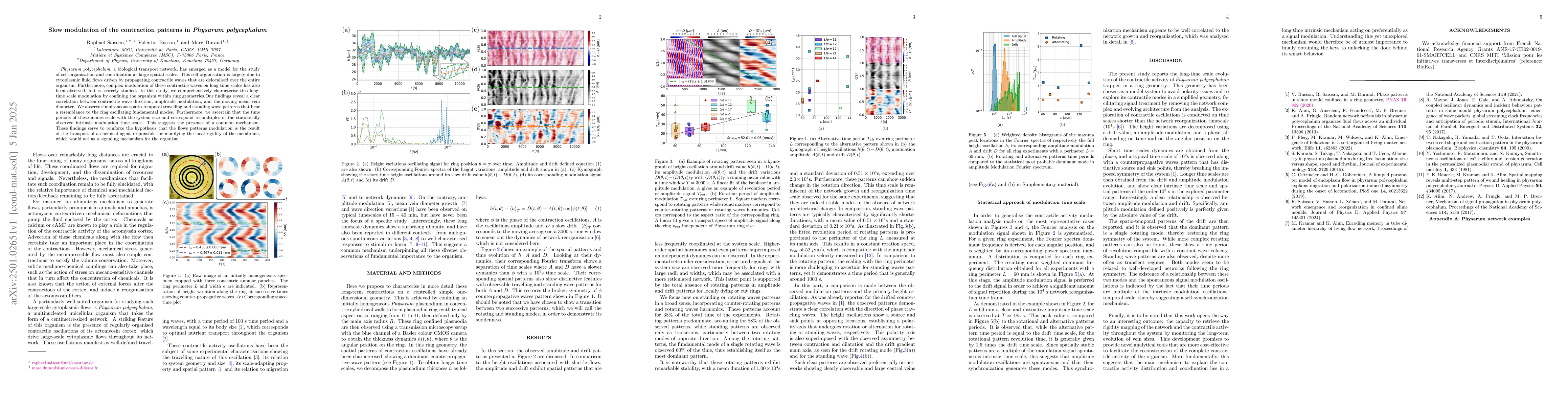 Thumbnail for Slow modulation of the contraction patterns in Physarum polycephalum