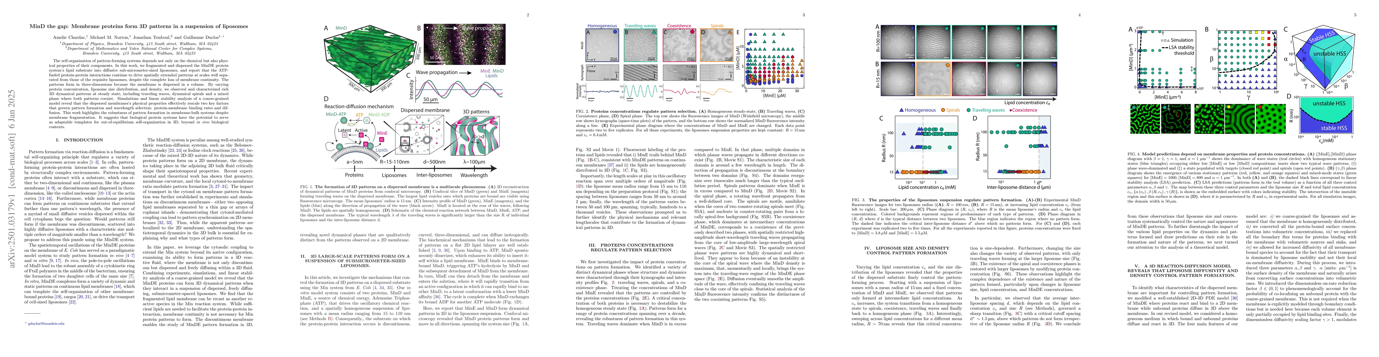 Thumbnail for MinD the gap: Membrane proteins form 3D patterns in a suspension of
  liposomes