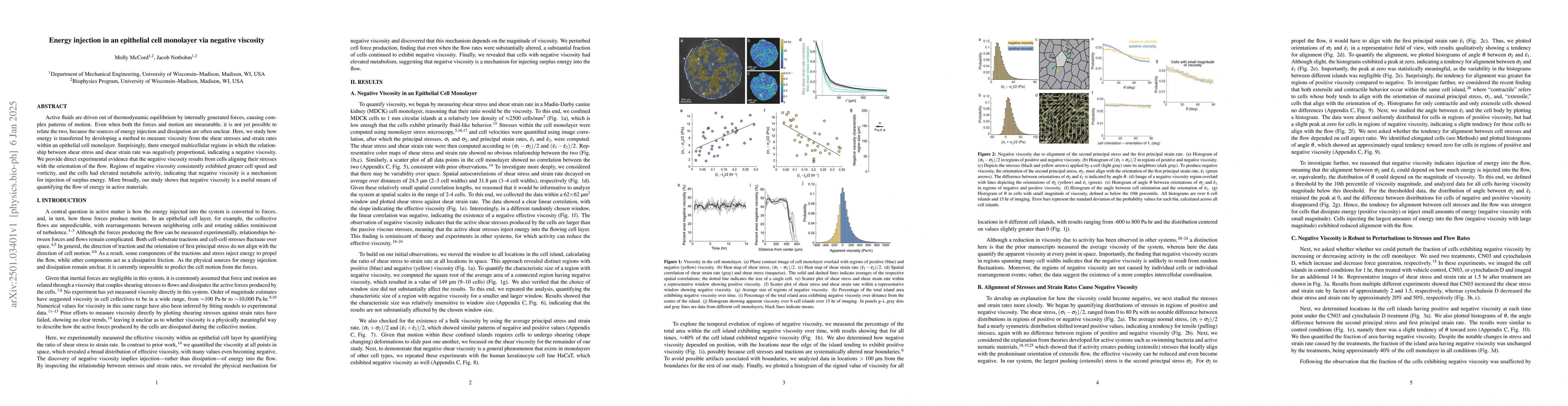 Thumbnail for Energy injection in an epithelial cell monolayer via negative viscosity