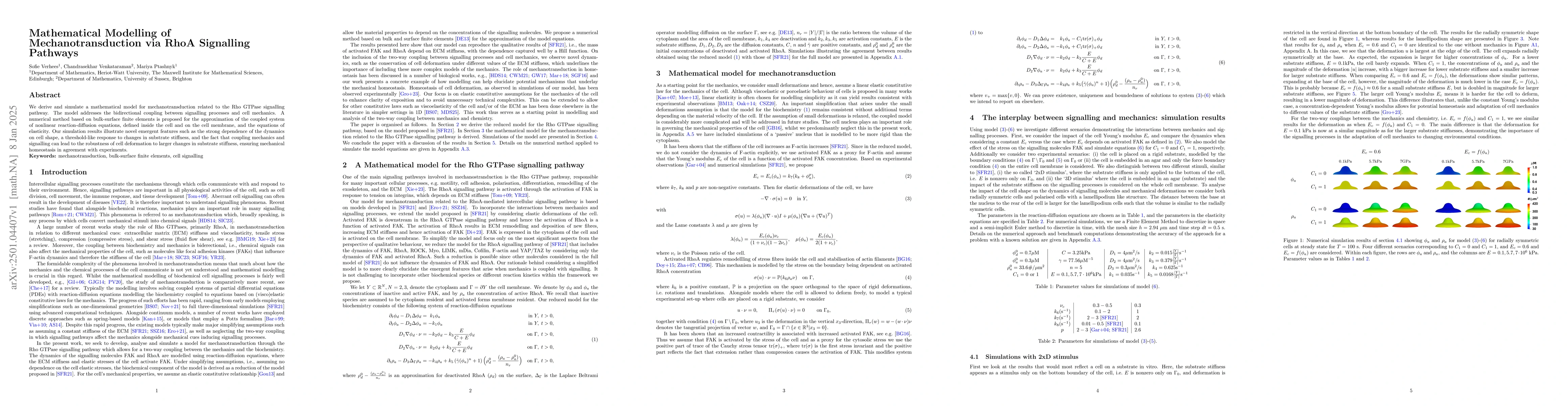 Thumbnail for Mathematical Modelling of Mechanotransduction via RhoA Signalling
  Pathways