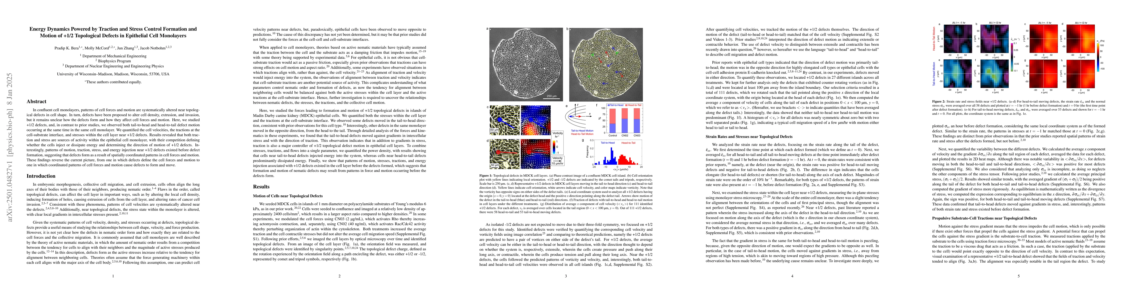 Thumbnail for Energy Dynamics Powered by Traction and Stress Control Formation and
  Motion of +1/2 Topological Defects in Epithelial Cell Monolayers