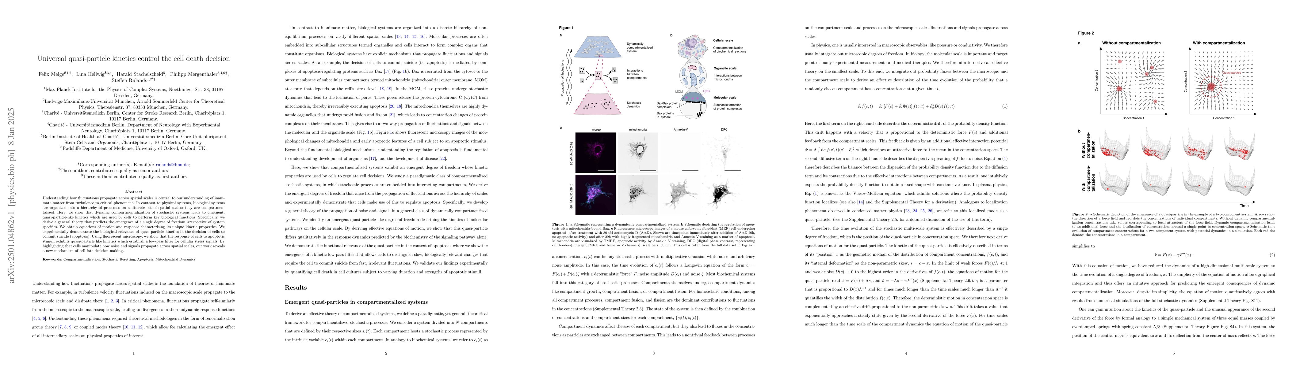 Thumbnail for Universal quasi-particle kinetics control the cell death decision