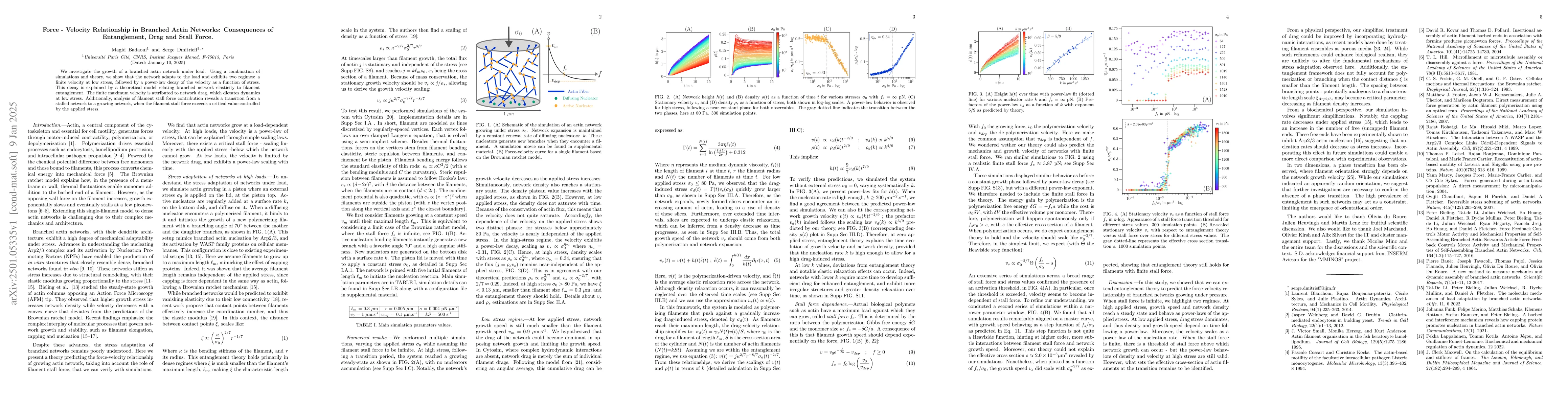 Thumbnail for Force-Velocity Relationship in Branched Actin Networks: Consequences of
  Entanglement, Drag and Stall Force