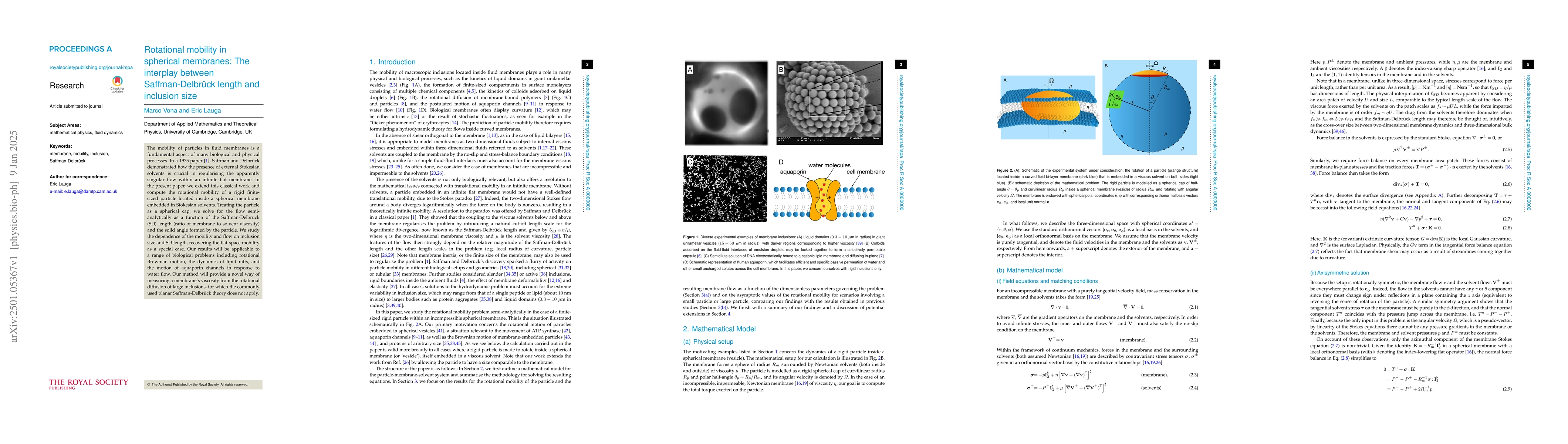 Thumbnail for Rotational mobility in spherical membranes: The interplay between
  Saffman-Delbrück length and inclusion size