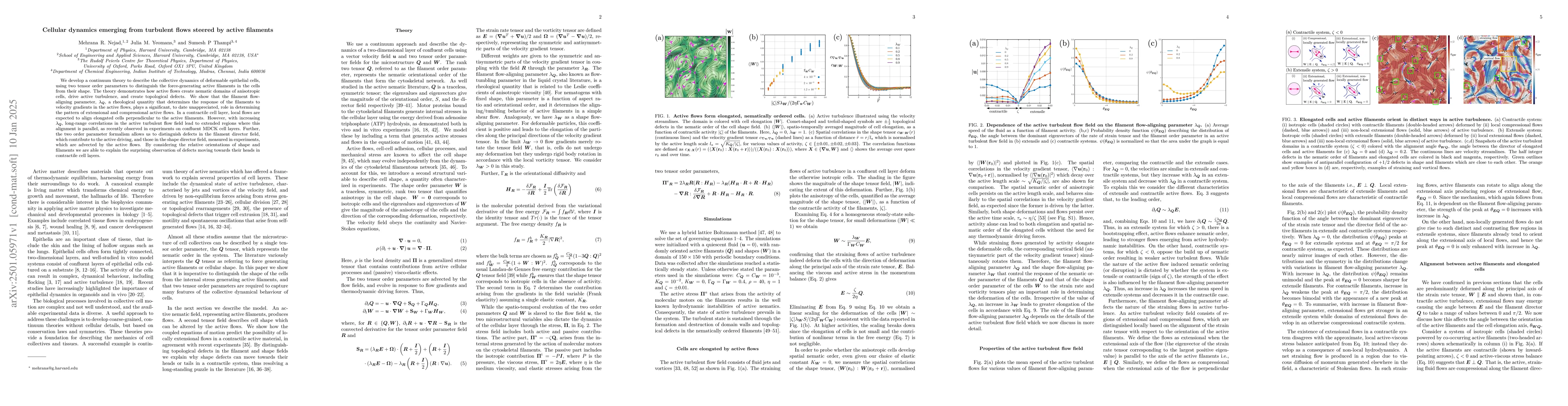 Thumbnail for Cellular dynamics emerging from turbulent flows steered by active
  filaments