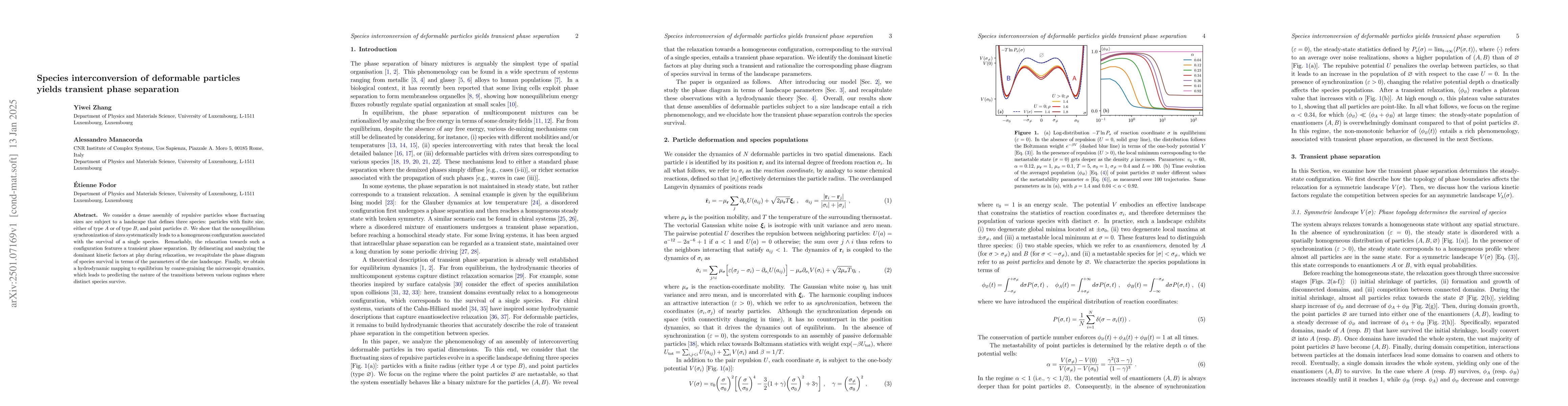 Thumbnail for Species interconversion of deformable particles yields transient phase
  separation