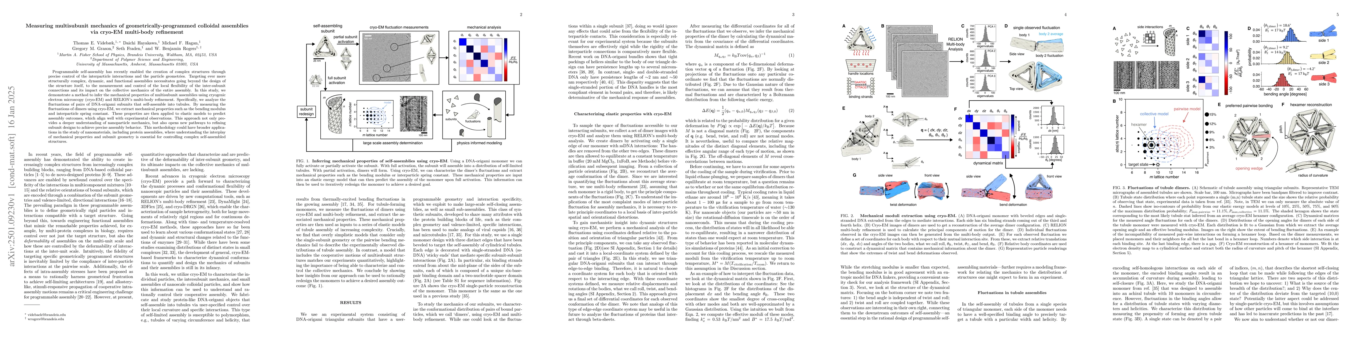 Thumbnail for Measuring multisubunit mechanics of geometrically-programmed colloidal
  assemblies via cryo-EM multi-body refinement