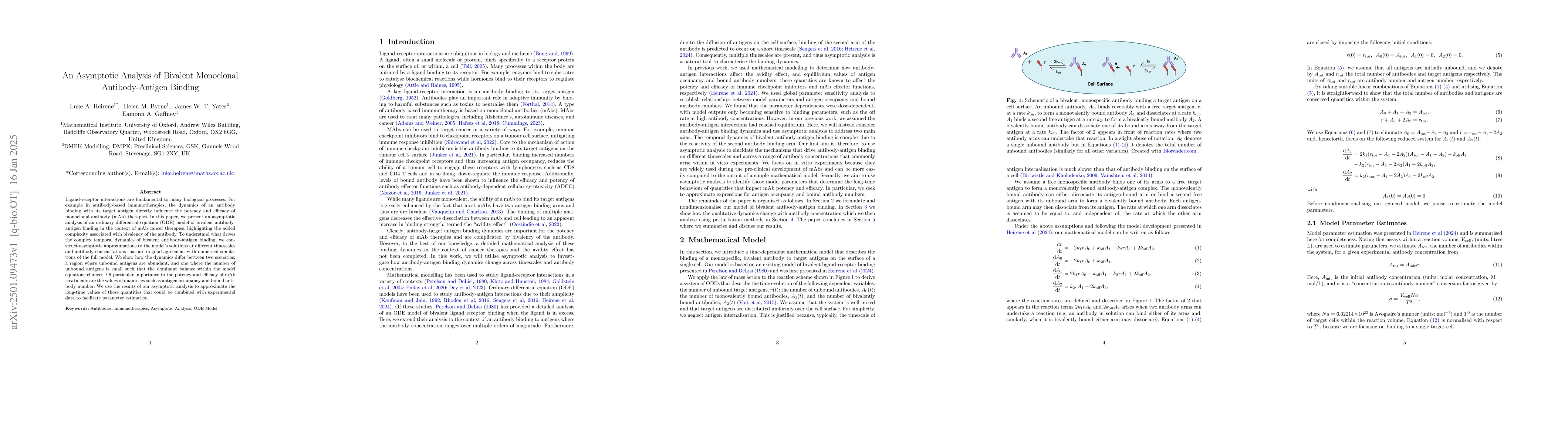 Thumbnail for An Asymptotic Analysis of Bivalent Monoclonal Antibody-Antigen Binding