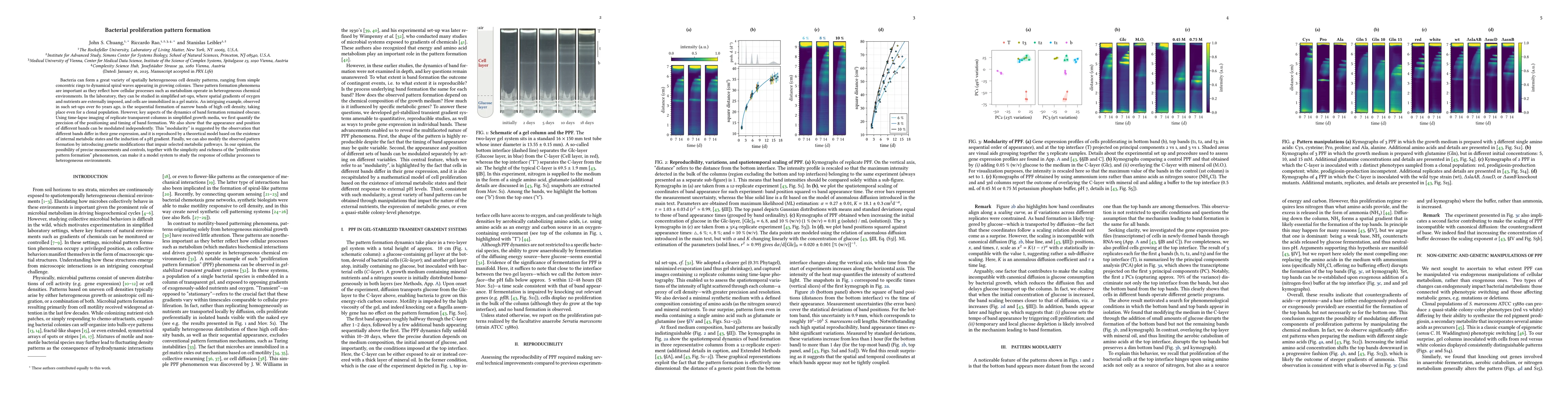 Thumbnail for Bacterial proliferation pattern formation