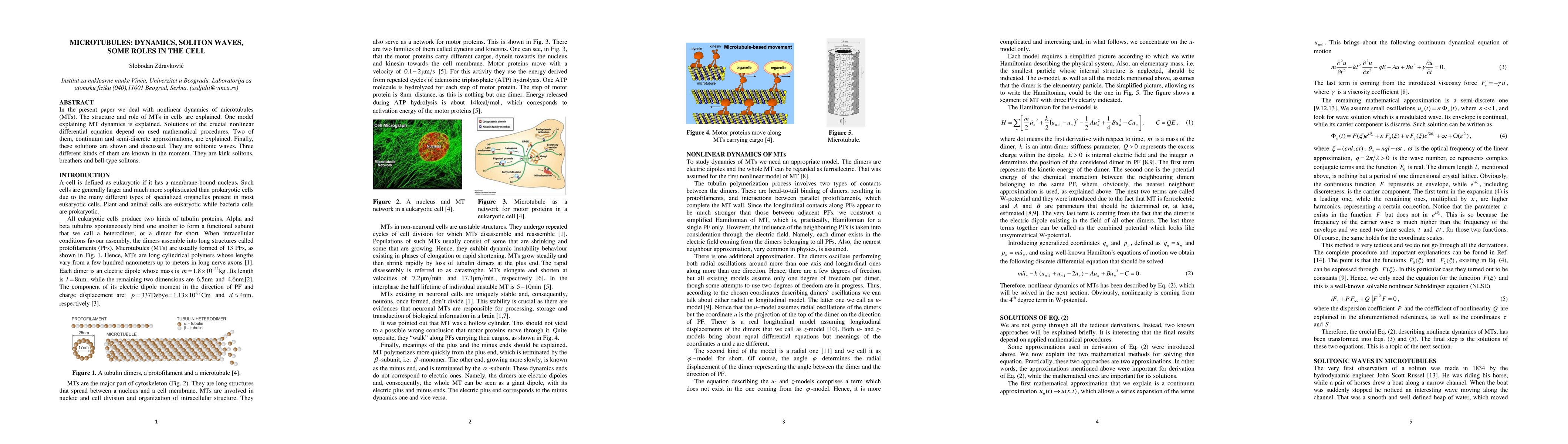 Thumbnail for Microtubules: dynamics, soliton waves, some roles in the cell