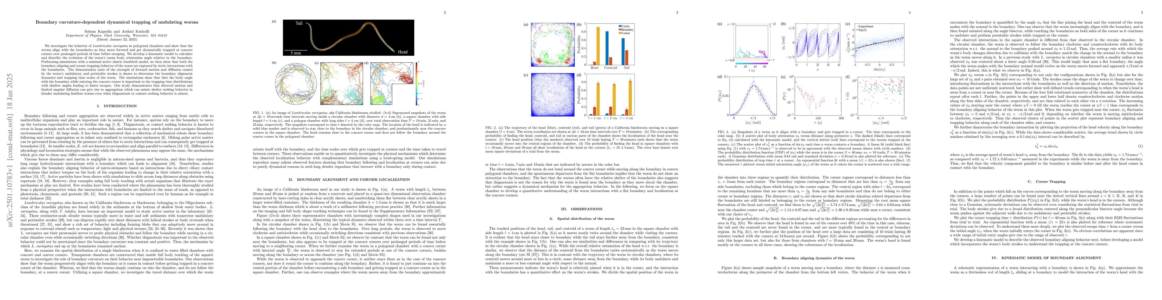 Thumbnail for Boundary curvature-dependent dynamical trapping of undulating worms