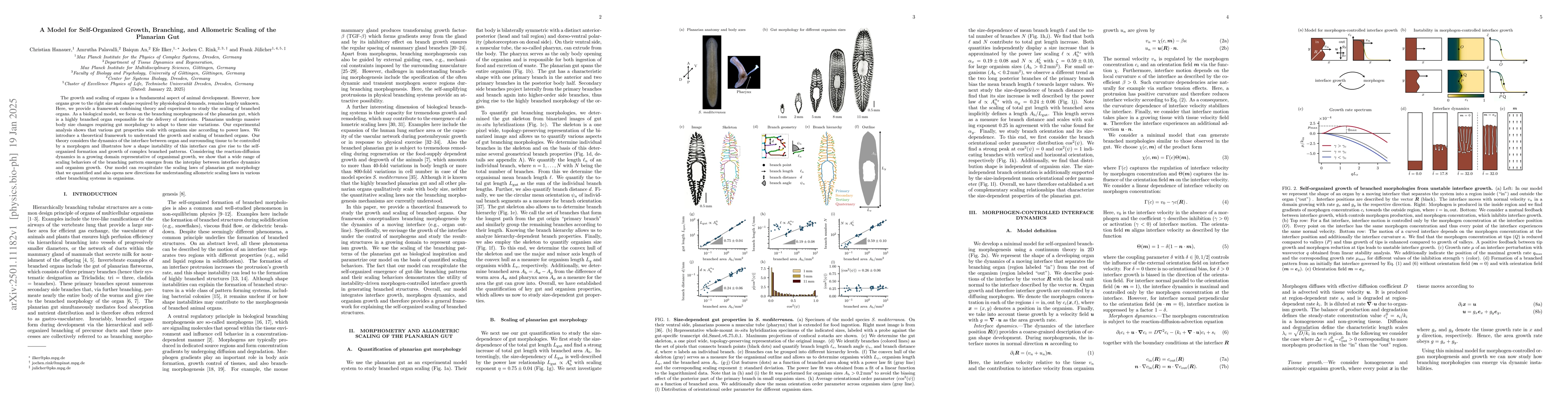 Thumbnail for A Model for Self-Organized Growth, Branching, and Allometric Scaling of
  the Planarian Gut