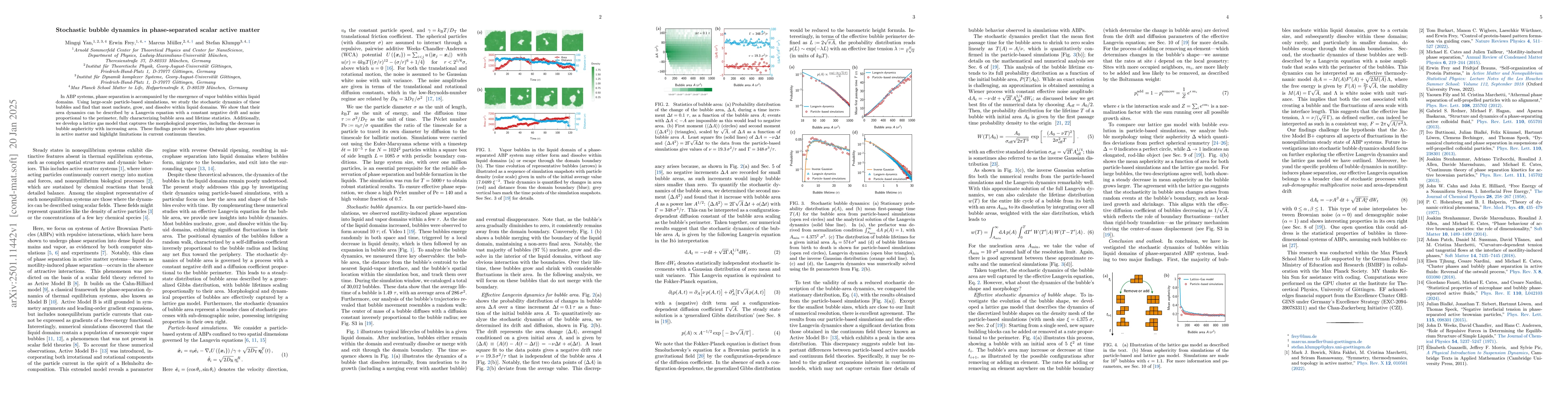 Thumbnail for Stochastic bubble dynamics in phase-separated scalar active matter