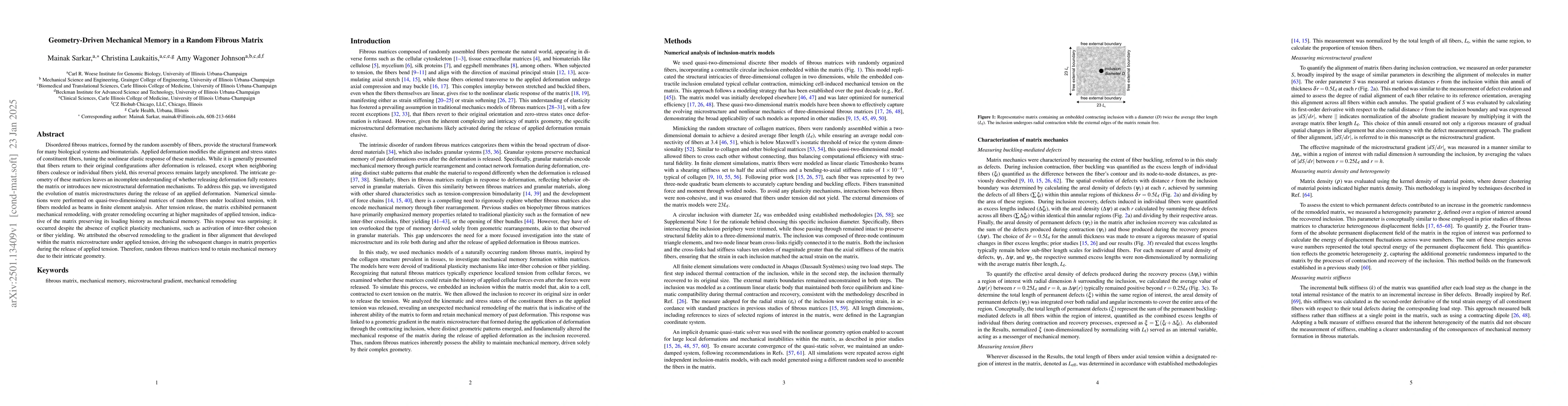 Thumbnail for Geometry-Driven Mechanical Memory in a Random Fibrous Matrix