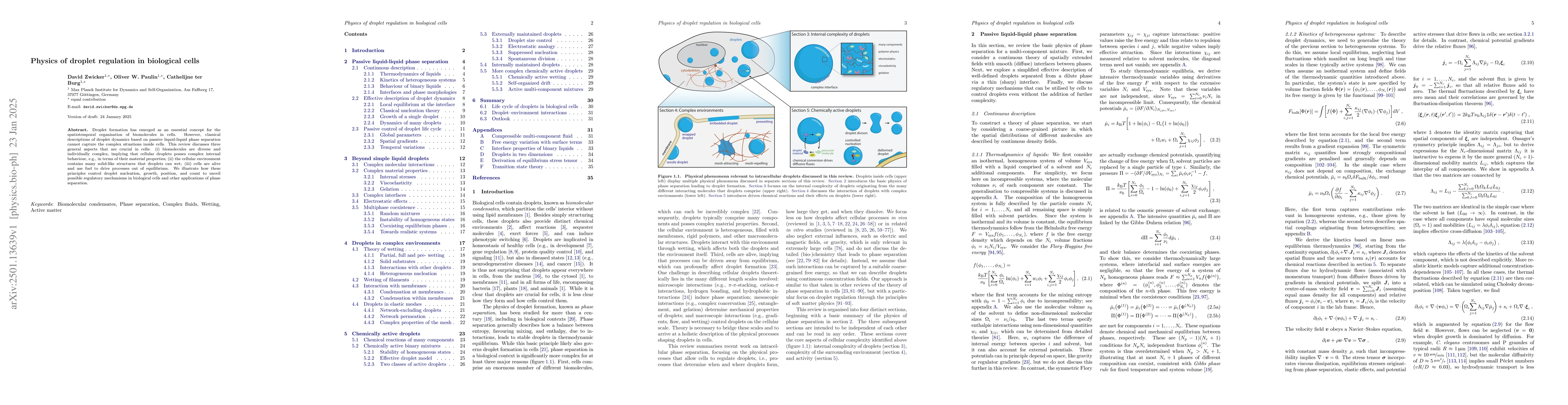 Thumbnail for Physics of droplet regulation in biological cells