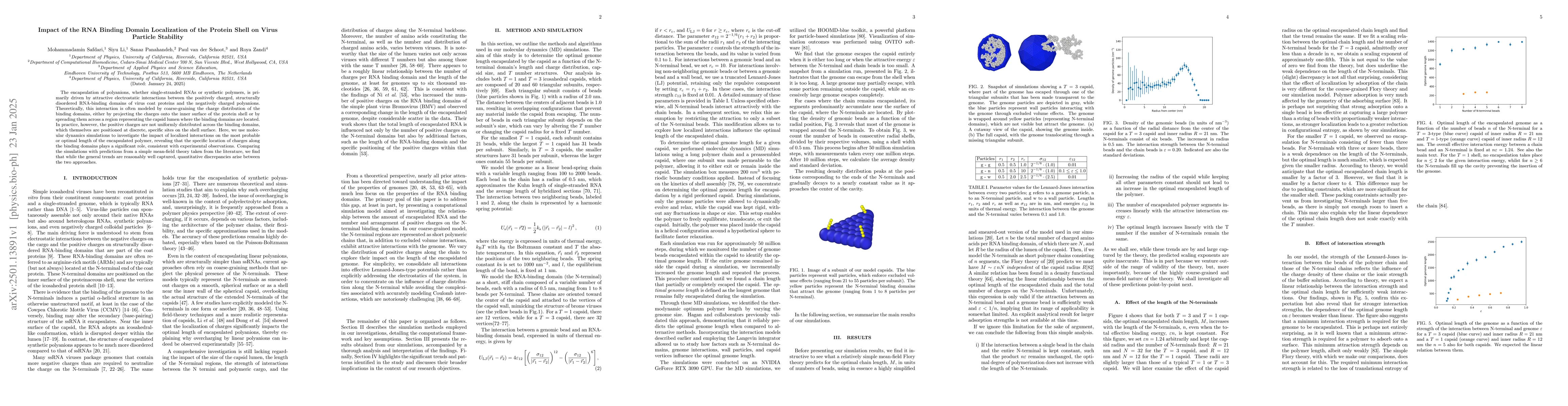 Thumbnail for Impact of the RNA Binding Domain Localization of the Protein Shell on
  Virus Particle Stability