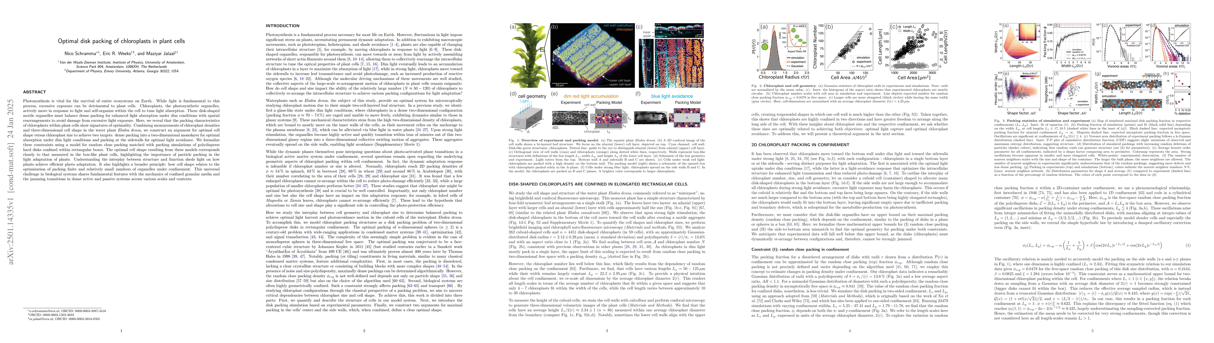 Thumbnail for Optimal disk packing of chloroplasts in plant cells