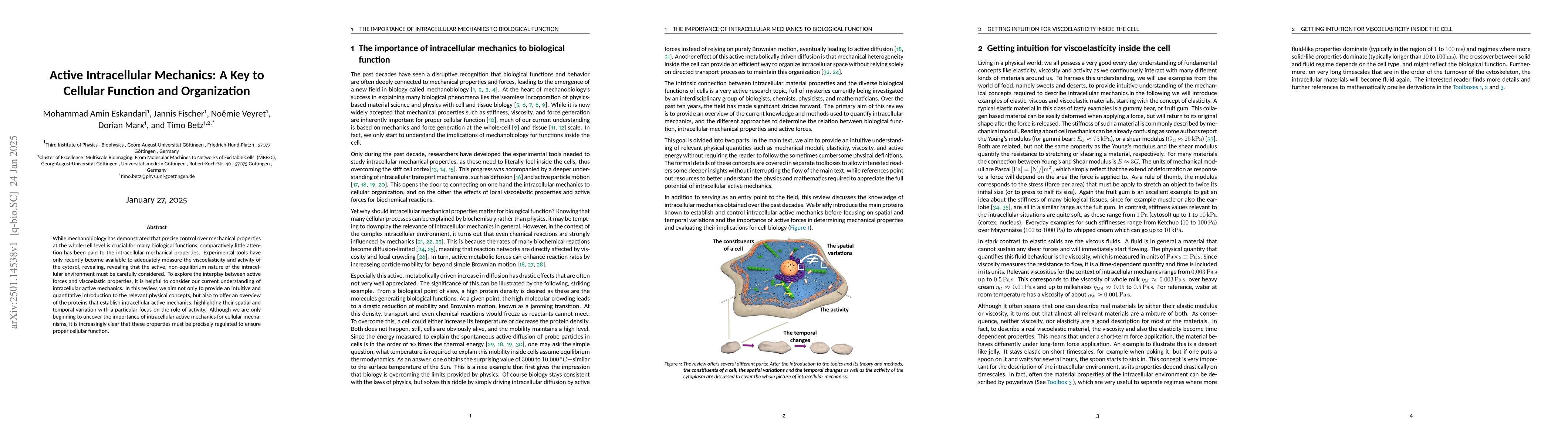 Thumbnail for Active Intracellular Mechanics: A Key to Cellular Function and
  Organization
