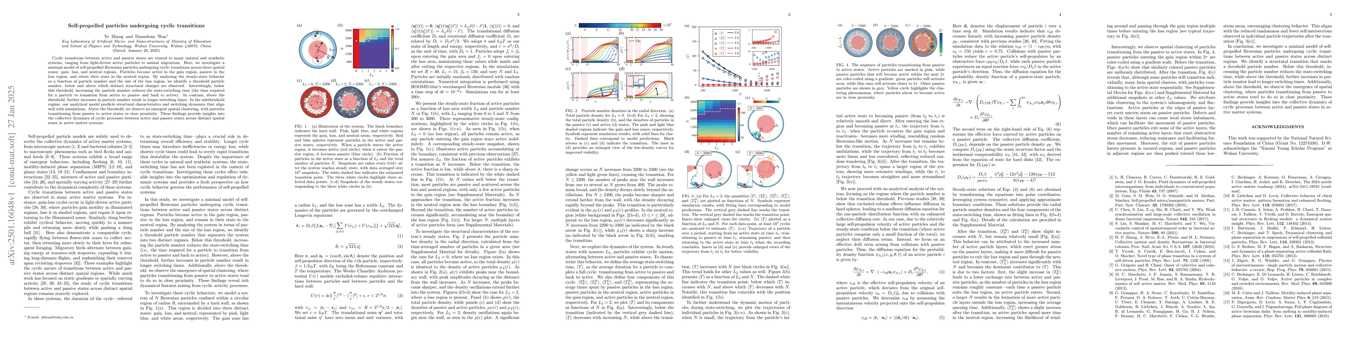 Thumbnail for Self-propelled particles undergoing cyclic transitions